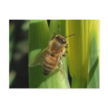 White Flower Bee Notes Card Postcard