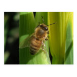 White Flower Bee Unlined Notes Card Postcards