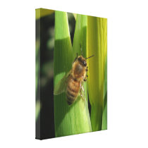 White Flower Bee Wrapped Canvas