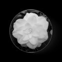 White Flower. (Black and White) buttons
