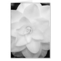 White Flower. (Black and White) - Customized cards