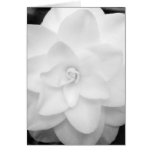 flower, peony, peonies, tree peony, spring, spring