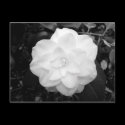 White Flower. (Black and White) postcards