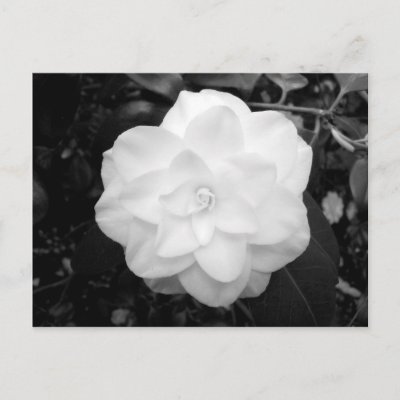 black and white flowers. White Flower. (Black and