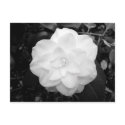 White Flower. (Black and White) postcards