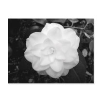 White Flower. (Black and White) postcards by artberry White Flower. (Black and White) postcards