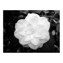 White Flower. (Black and White) posters by artberry White Flower. (Black and White) posters