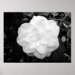 White Flower. (Black and White) Posters