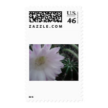 White Flower Cactus Postage