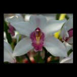 White Flower Canvas Print posters
