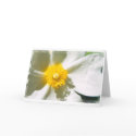 White Flower cards
