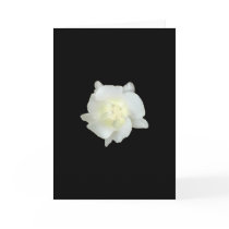 White flower cards