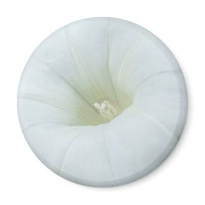 White Flower Center Magnet by emele1