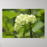 White Flower Cluster - Poster