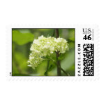 White Flower Cluster - Stamp