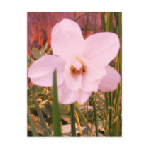 White Flower Effects Postcard by pammys White Flower Effects Postcard