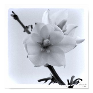 White Flower in the Sky Poster print