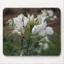White Flower Mousepads