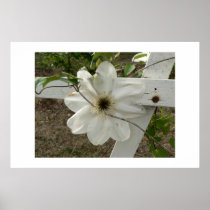 White flower on a fence. posters