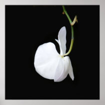White Flower on Black Small Poster