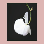 White Flower on Black Wrapped Canvas canvas prints