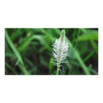 White flower photo card photo cards by laly_sb White flower photo card photo cards