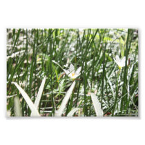 White Flower Photo Print