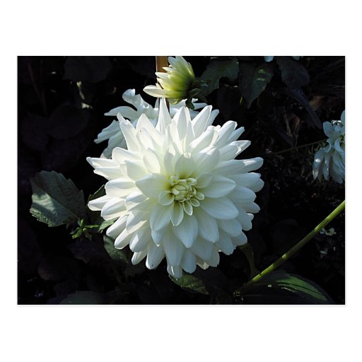 White Flower Post Card