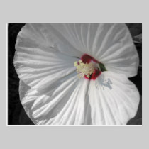 white flower postcards