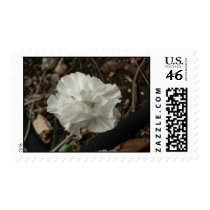 White flower. postage by Acorns_tree White flower. postage