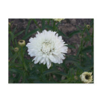 White Flower Postcard