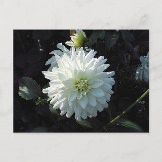 White Flower postcard