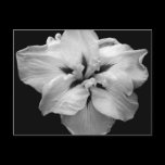 White Flower Postcard postcards