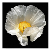 White Flower