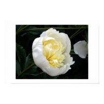 White Flower posters