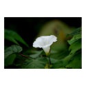 White Flower posters by novaideo White Flower posters