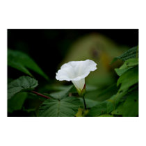 White Flower posters
