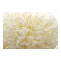 White Flower posters by cARTerART White Flower posters