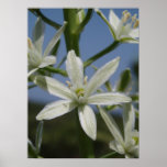 White Flower Poster
