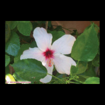 white flower posters