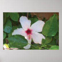 white flower poster
