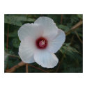 White Flower posters by bkang22 White Flower posters