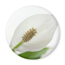 white flower refrigerator magnets