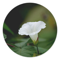 White Flower stickers
