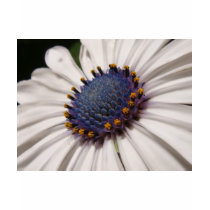White Flower t-shirts