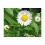 White Flower Weed postcards