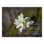 White Flower with Ant; 2013 Calendar Art Photo