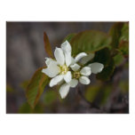 White Flower with Ant Photographic Print