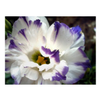 White flower with purple trim poster posters