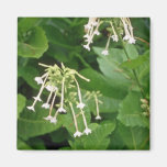white Flowering Tobacco (Nicotiana Sylvestris) flo Fridge Magnets